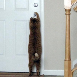 1 chat-qui-sait-ouvrir-une-porte